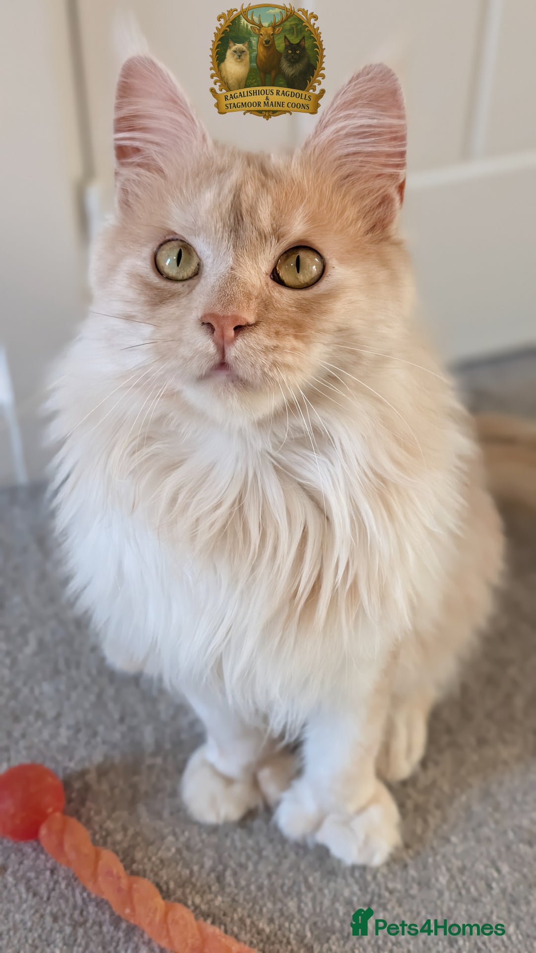 Maine Coon cats for stud: High Red Smoke 66/66 Polydactyl European line - Advert 10