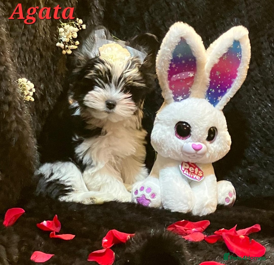 Yorkshire Terrier dogs for sale: Luxury Yorkshire Terrier Puppies/Home Raised/IHR   - Advert 3