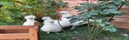 Mixed Breed birds for sale: Silky Chickens  in Oxford - Advert 1