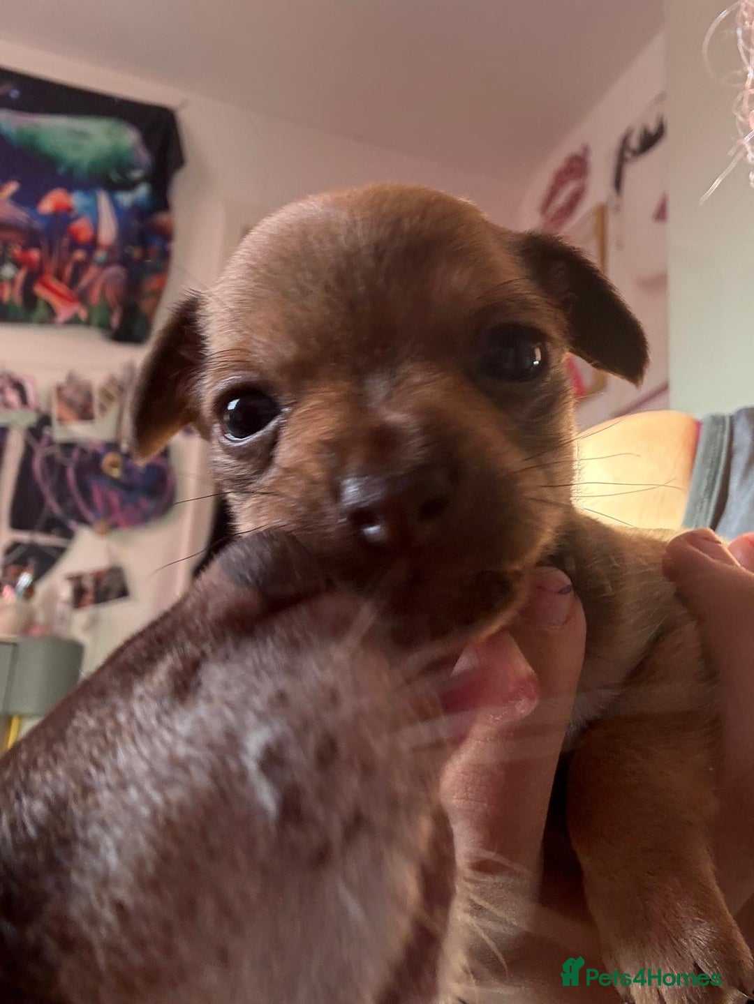 Mixed Breed dogs for sale: chihuahua mixed breed - Advert 31