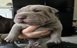 Shar Pei dogs for sale: Stunning litter of kc reg Shar Pei puppies  - Image 2