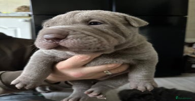 Shar Pei dogs - Advert 14