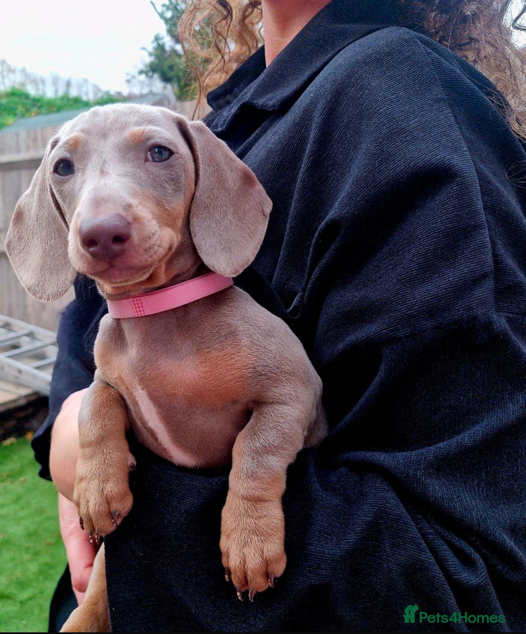 Dachshund dogs for sale: 🏡🐾 Isabella Dachshund Puppies - Ready Now 🐾🏡 - Advert 33