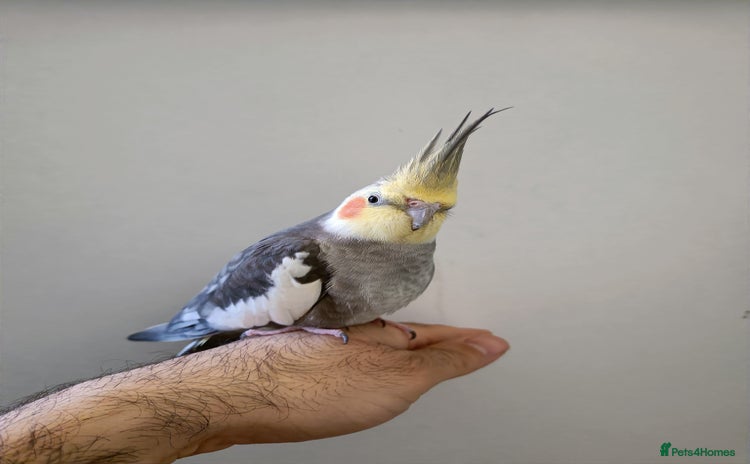Cockatiels birds in Edgware - Advert 6