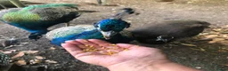 Peafowl poultry for sale: Indian Blue Peacocks for sale (3 males, 1 female)  in High Wycombe - Advert 5