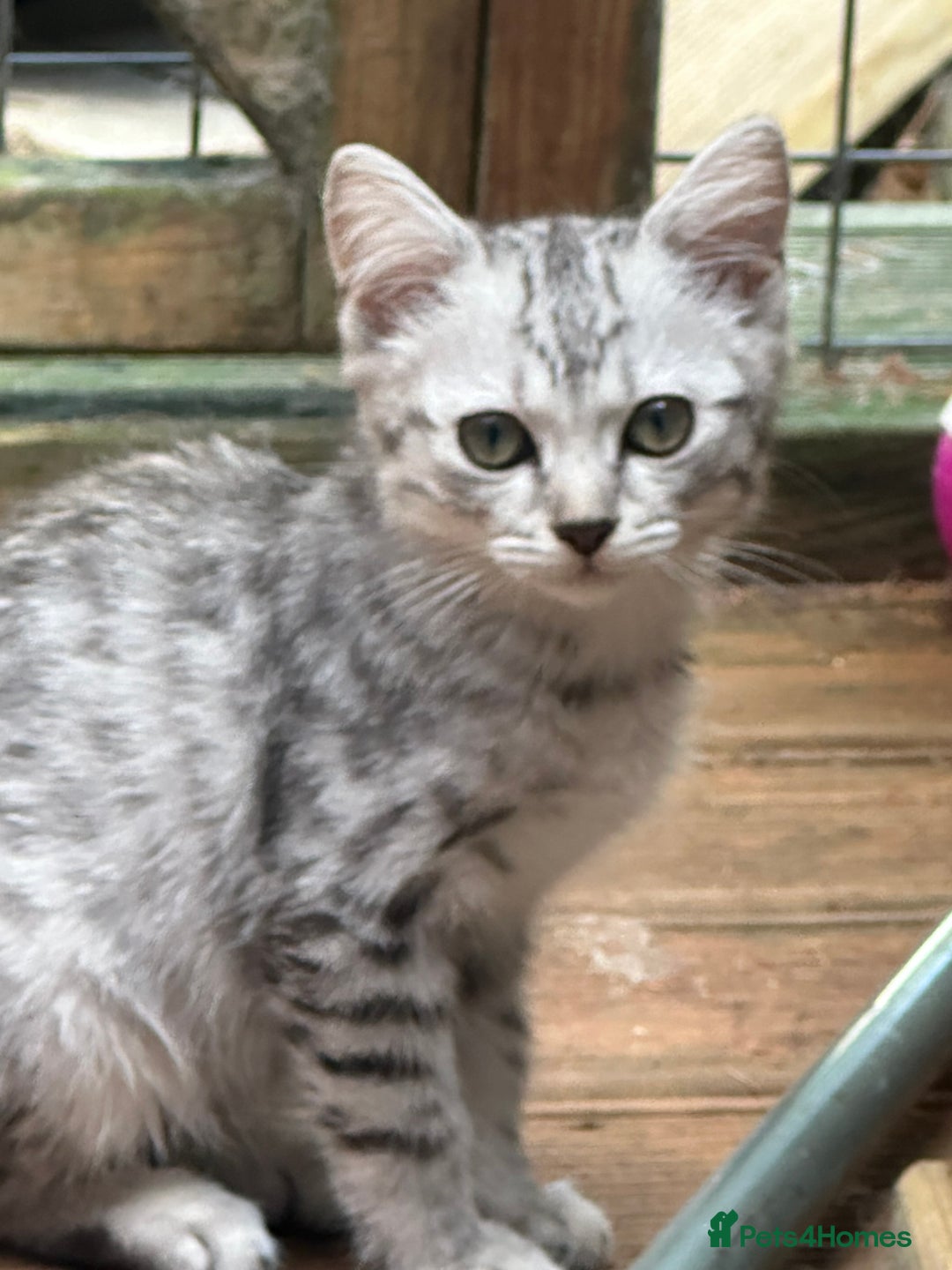 Mixed Breed cats for sale: British shorthair/Savannah cross kittens  - Advert 5