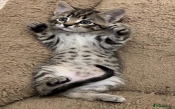 Mixed Breed cats for sale: LOVELY KITTENS  - Advert 11