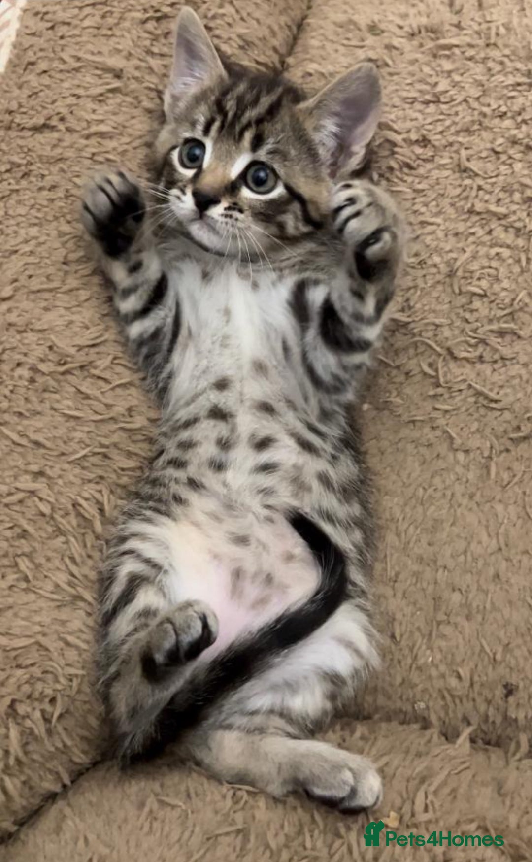 Mixed Breed cats for sale: LOVELY KITTENS  - Advert 11