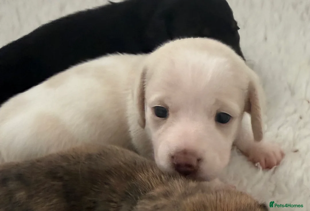 Miniature Dachshund dogs for sale: Stunning mini Dachshunds.PRA & BVA clear parents  - Advert 2