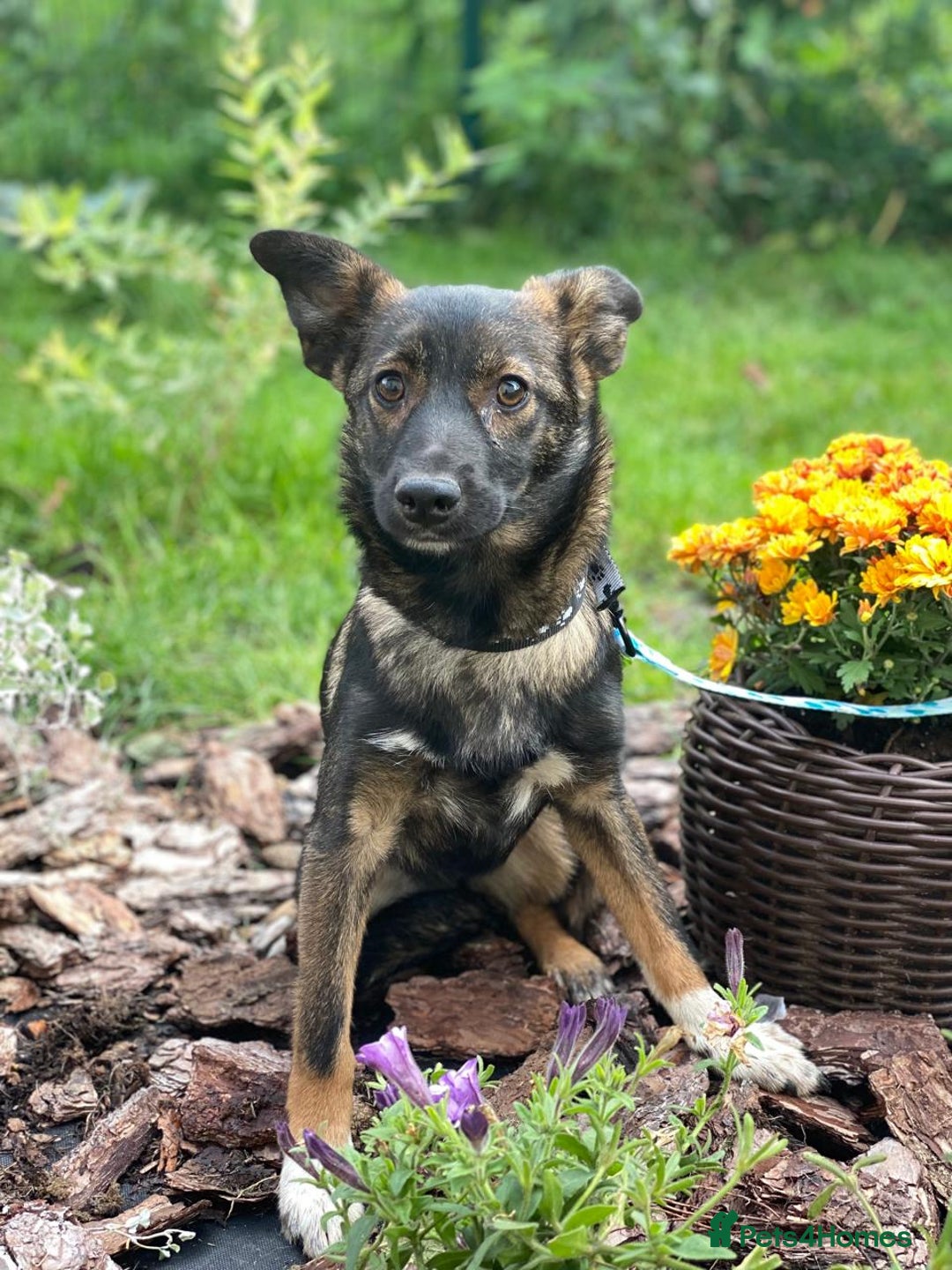 Mixed Breed dogs for adoption: 💖🐶 MIRRA 🐶💖 - Image 5