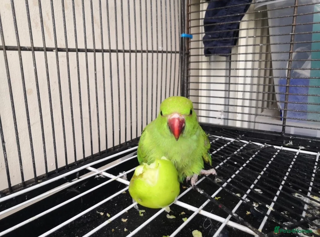 Ringnecks birds for sale: Indian Ringneck  - Advert 2