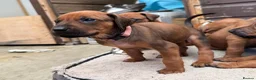 Rhodesian Ridgeback dogs for sale: Rhodesian Ridgeback Puppies - Advert 15