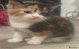 Mixed Breed cats for sale: Black-white male and calico female - Image 3