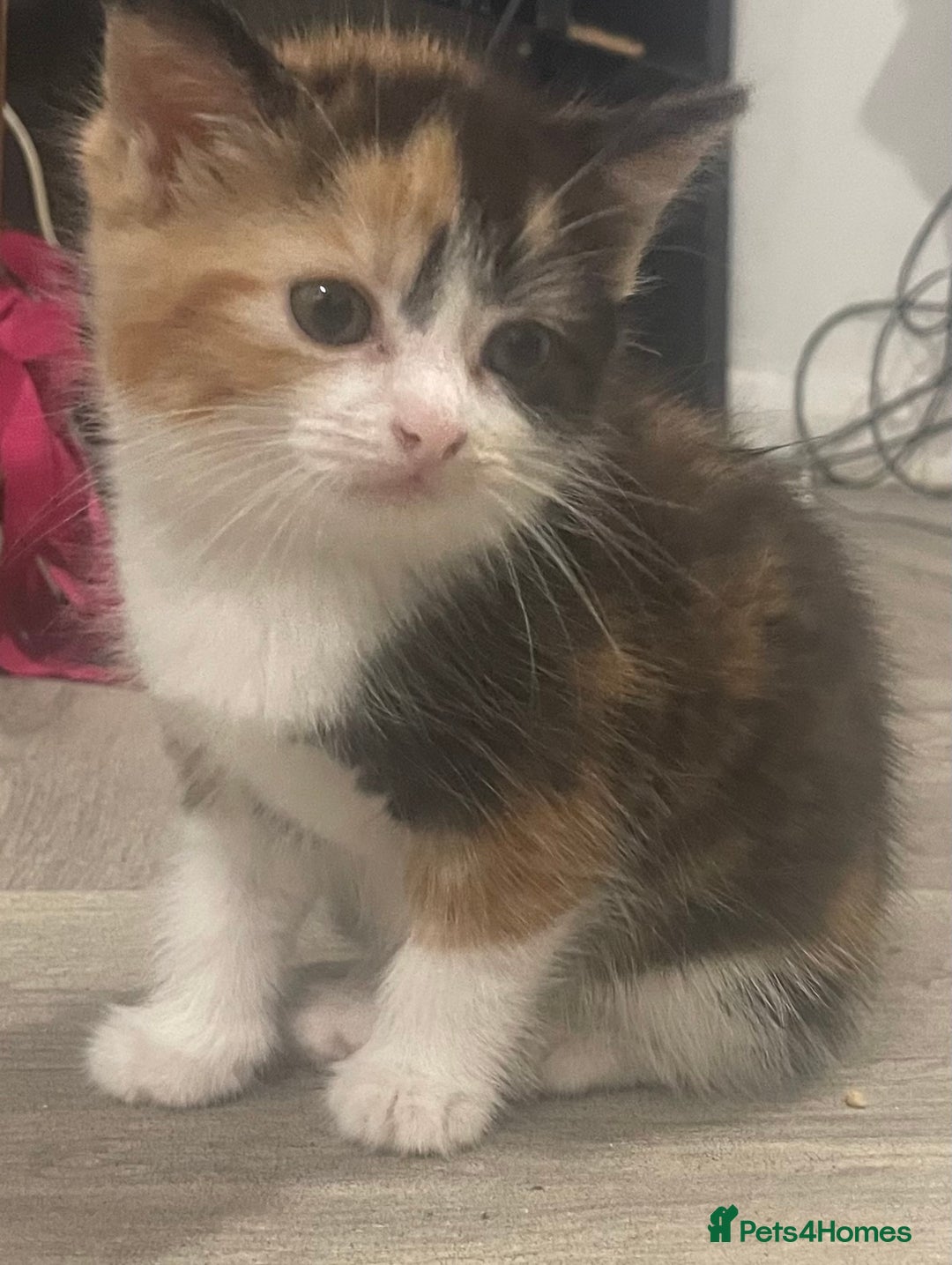 Mixed Breed cats for sale: Black-white male and calico female - Image 3
