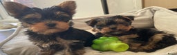 Yorkshire Terrier dogs for sale: Adorable Mini Yorkshire Terrier puppies - Advert 8