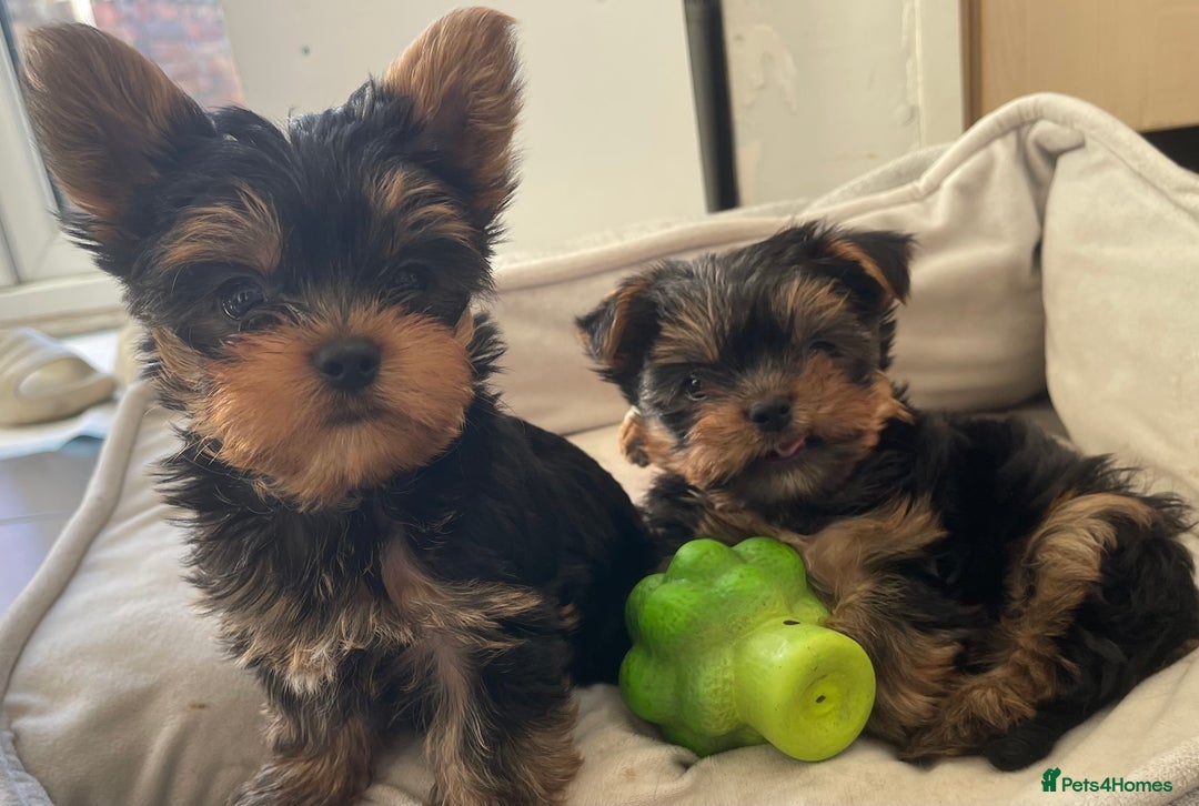 Yorkshire Terrier dogs for sale: Adorable Mini Yorkshire Terrier puppies - Advert 8