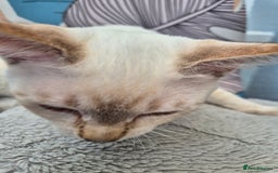 Snowshoe cats for sale:  pedigree Tica reg  snowshoes  READY NOW - Image 24