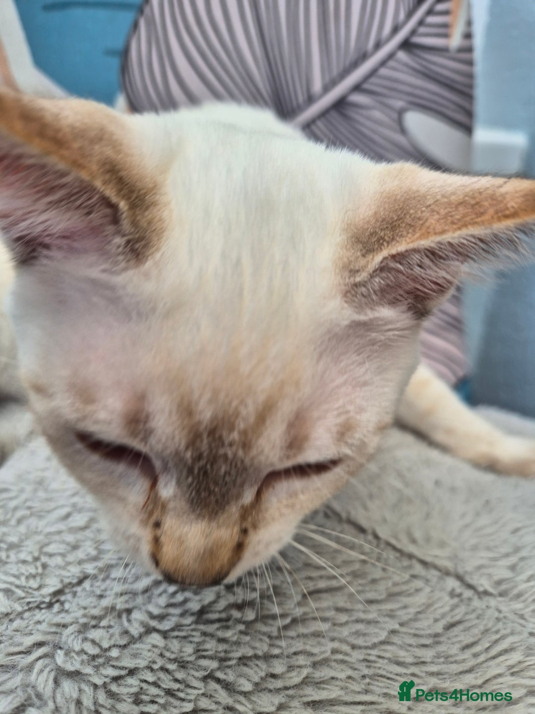 Snowshoe cats for sale:  pedigree Tica reg  snowshoes  READY NOW - Image 24
