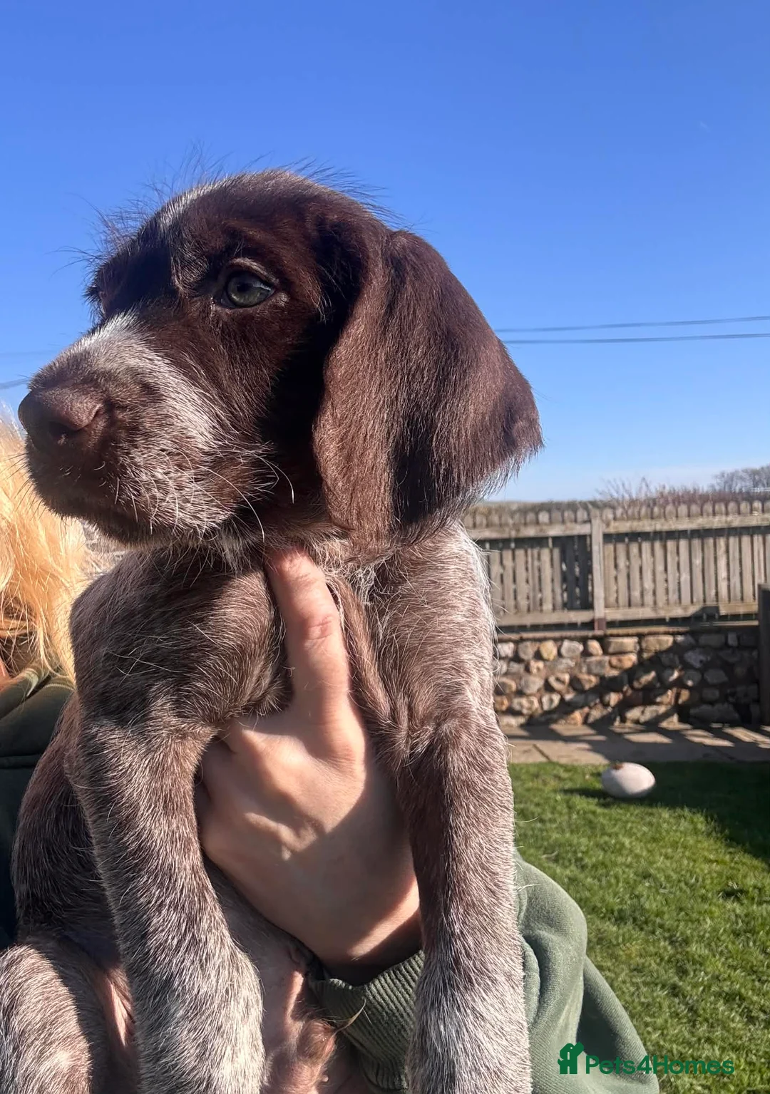 Mixed Breed dogs for sale: German pointers  - Advert 2