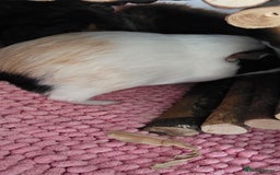 Guinea Pig rodents for sale: Guinea pigs rehome  - Image 6