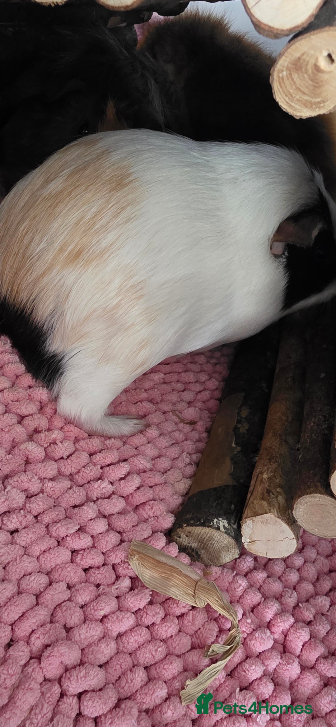 Guinea Pig rodents for sale: Guinea pigs rehome  - Image 6