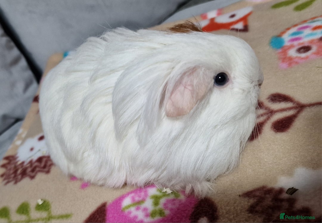 Guinea Pig rodents for sale: Two Stunning Sheltie Sows - Image 9