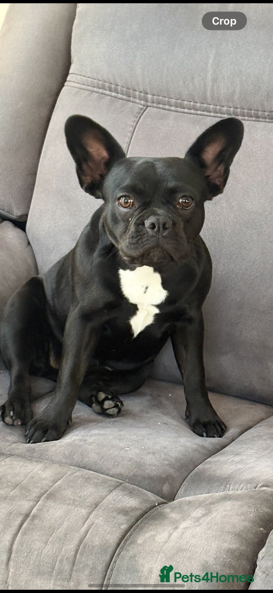 French Bulldog dogs Female French Bulldog - Advert 6