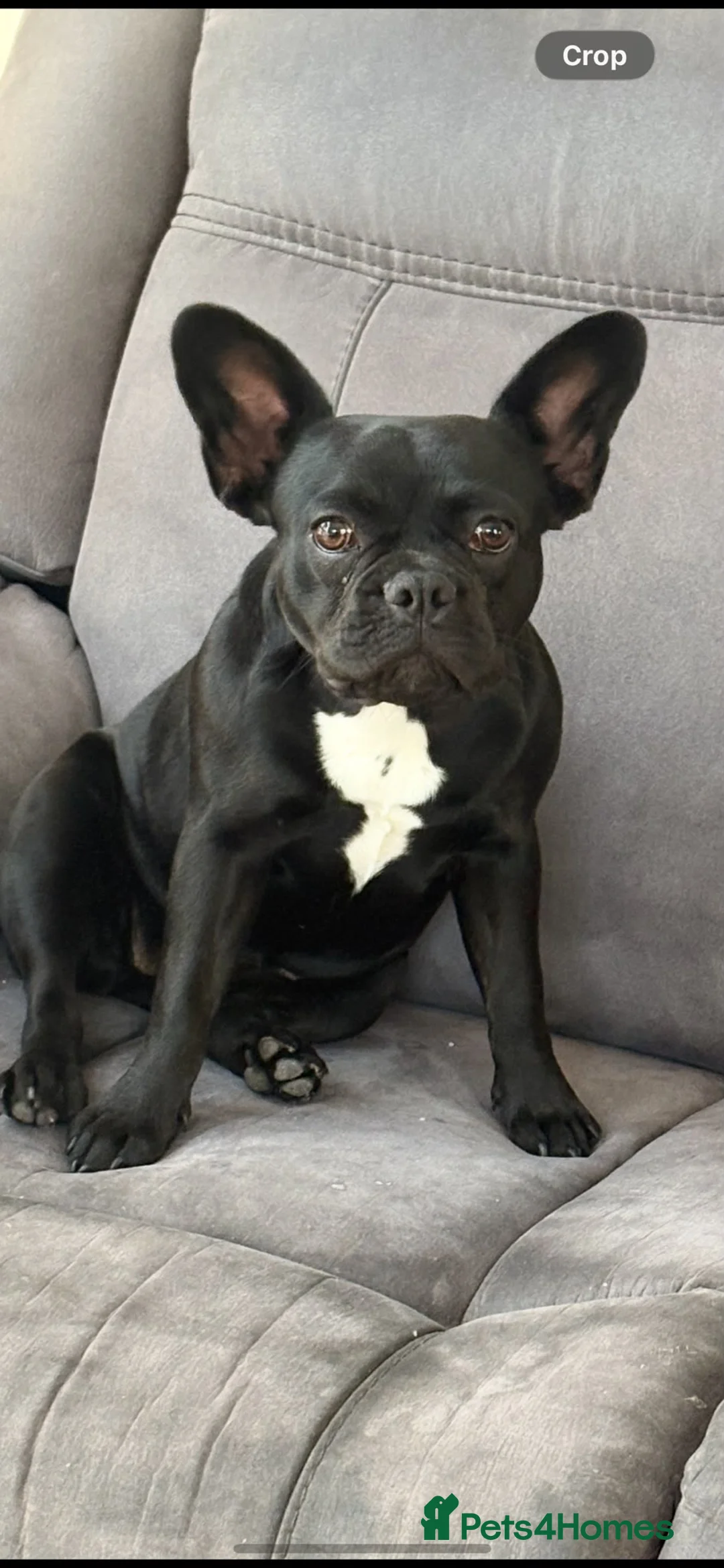 French Bulldog dogs for sale: Female French Bulldog - Advert 1
