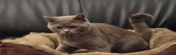 British Shorthair cats for sale: **British Shorthair Kittens** in Birmingham - Advert 2