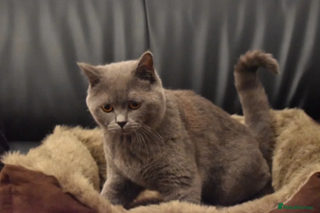 British Shorthair cats for sale: **British Shorthair Kittens** in Birmingham - Advert 2