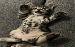 Mixed Breed cats for sale: Beautiful kittens!!!!! READY from 7/08/25 - Image 13
