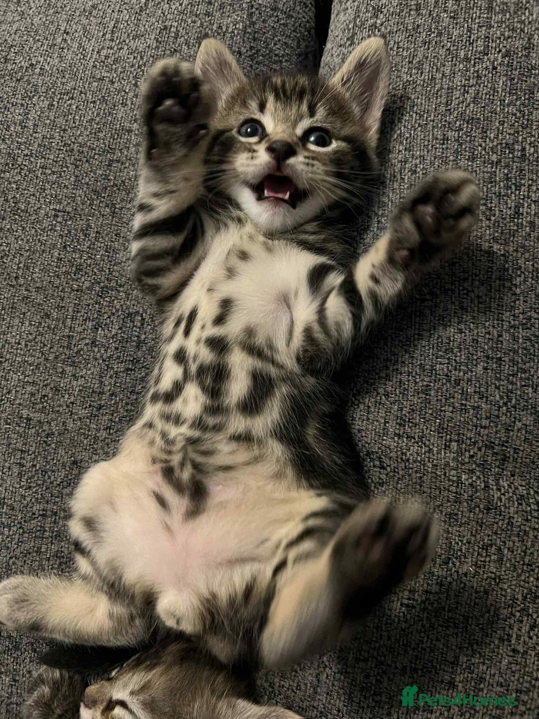 Mixed Breed cats for sale: Beautiful kittens!!!!! READY from 7/08/25 - Image 13
