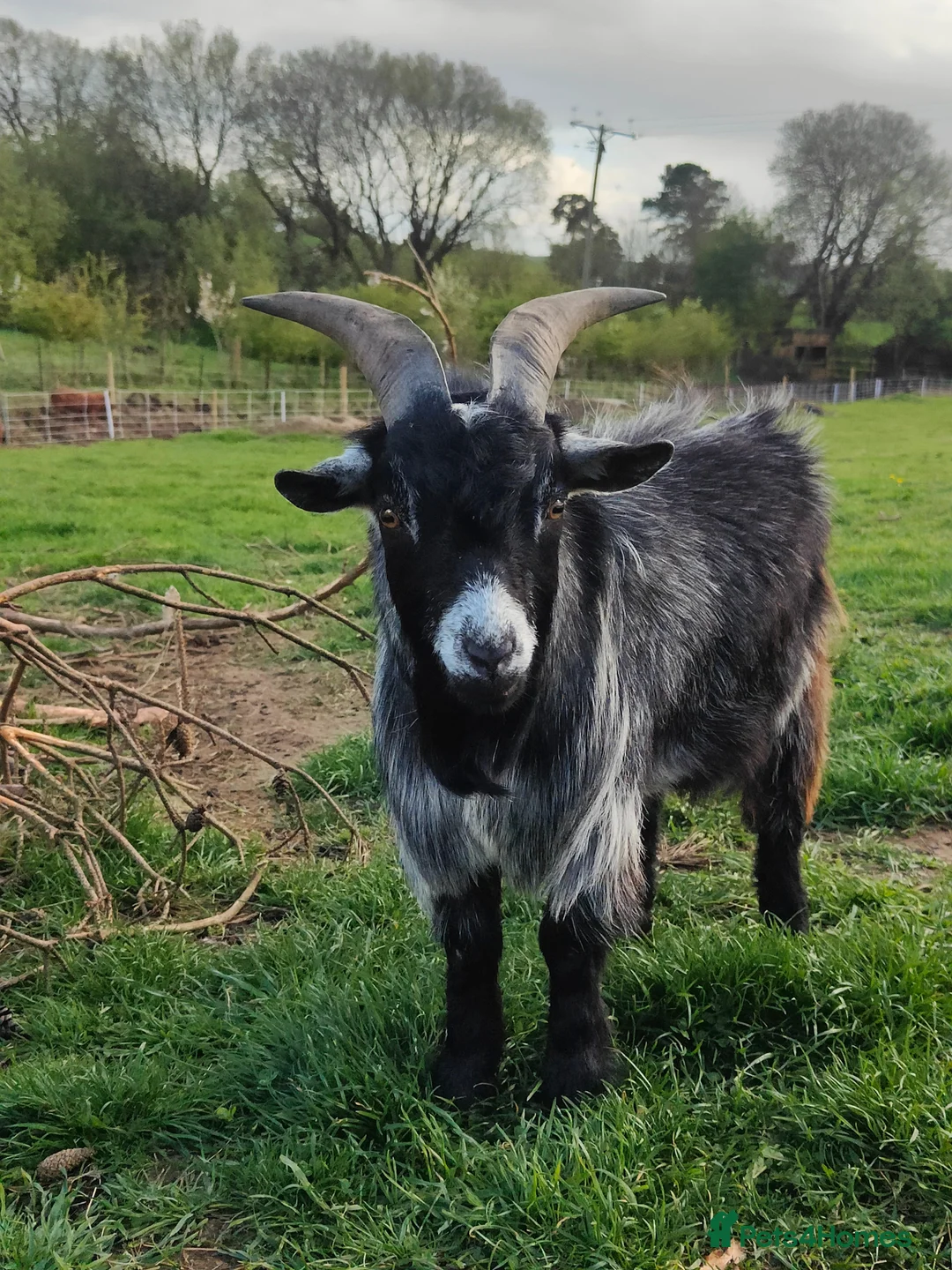Goats livestock for sale: Two Beautiful, Friendly Pygmy Billy Goats - Advert 1