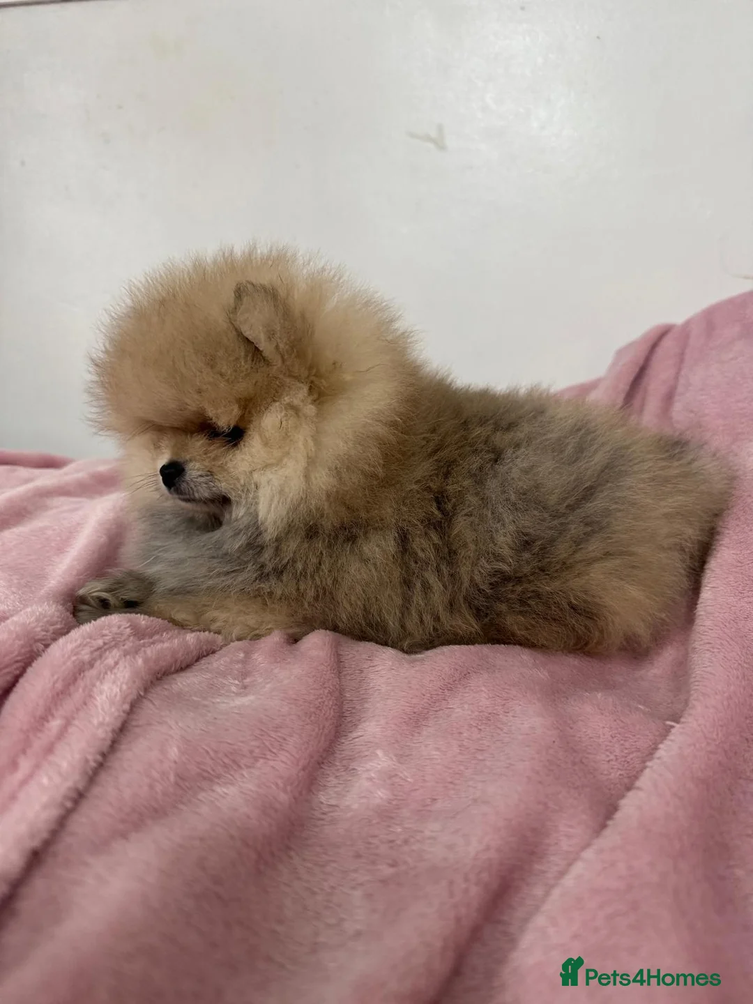 Pomeranian dogs for sale: Ready to go Excellent Pomeranian - Advert 6