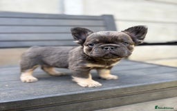 French Bulldog dogs for sale: Beautiful fluffy French bulldog girls pending pink - Image 8