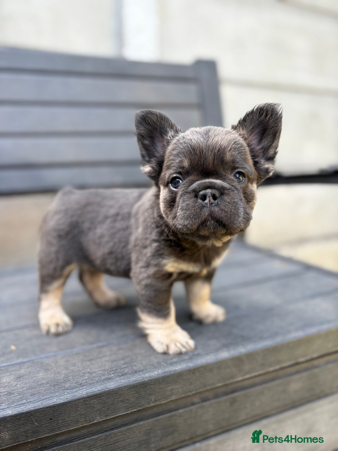 French Bulldog dogs for sale: Beautiful fluffy French bulldog girls pending pink - Image 8