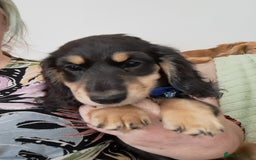 Miniature Dachshund dogs for sale: Just a boy longer coated, healthy Mini Dachshund - Image 21