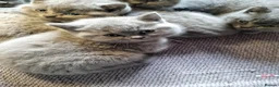 British Shorthair cats for sale: British Shorthair Kittens for sale  in Oxford - Advert 9