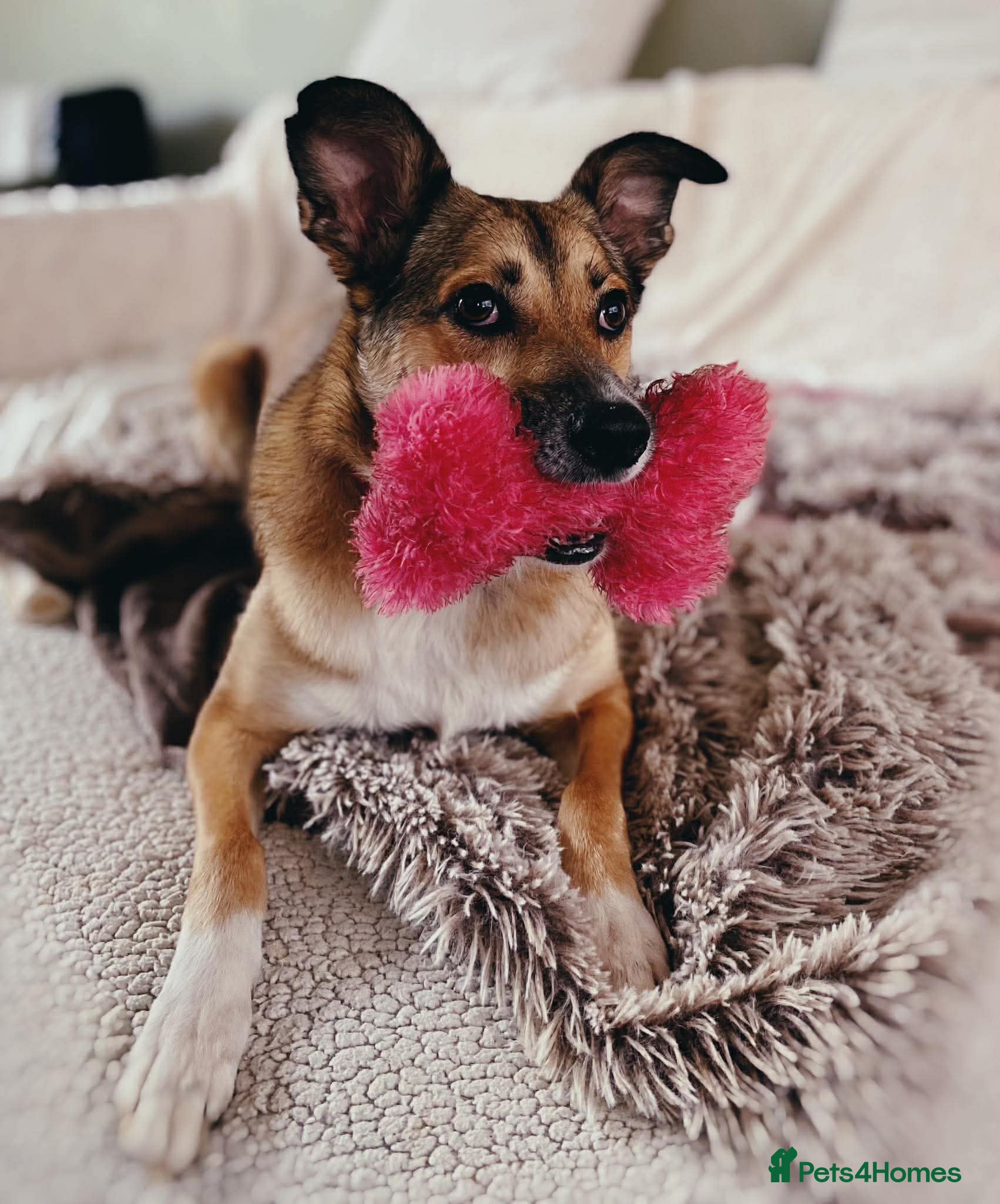 Mixed Breed dogs URGENT FOSTER OR FOREVER HOME NEEDED FOR LYRA - Advert 1