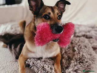 Mixed Breed dogs URGENT FOSTER OR FOREVER HOME NEEDED FOR LYRA - Advert 1