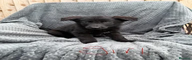 German Shepherd 7