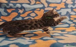 Bengal cats for sale: Bengal mix kittens for sale - Image 4