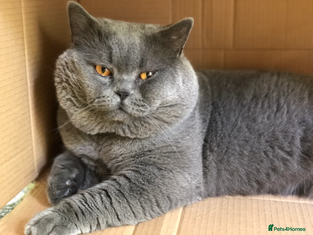 British Shorthair cats for stud: Blue colour BSH Champion Line GCCF stud  in London - Advert 12