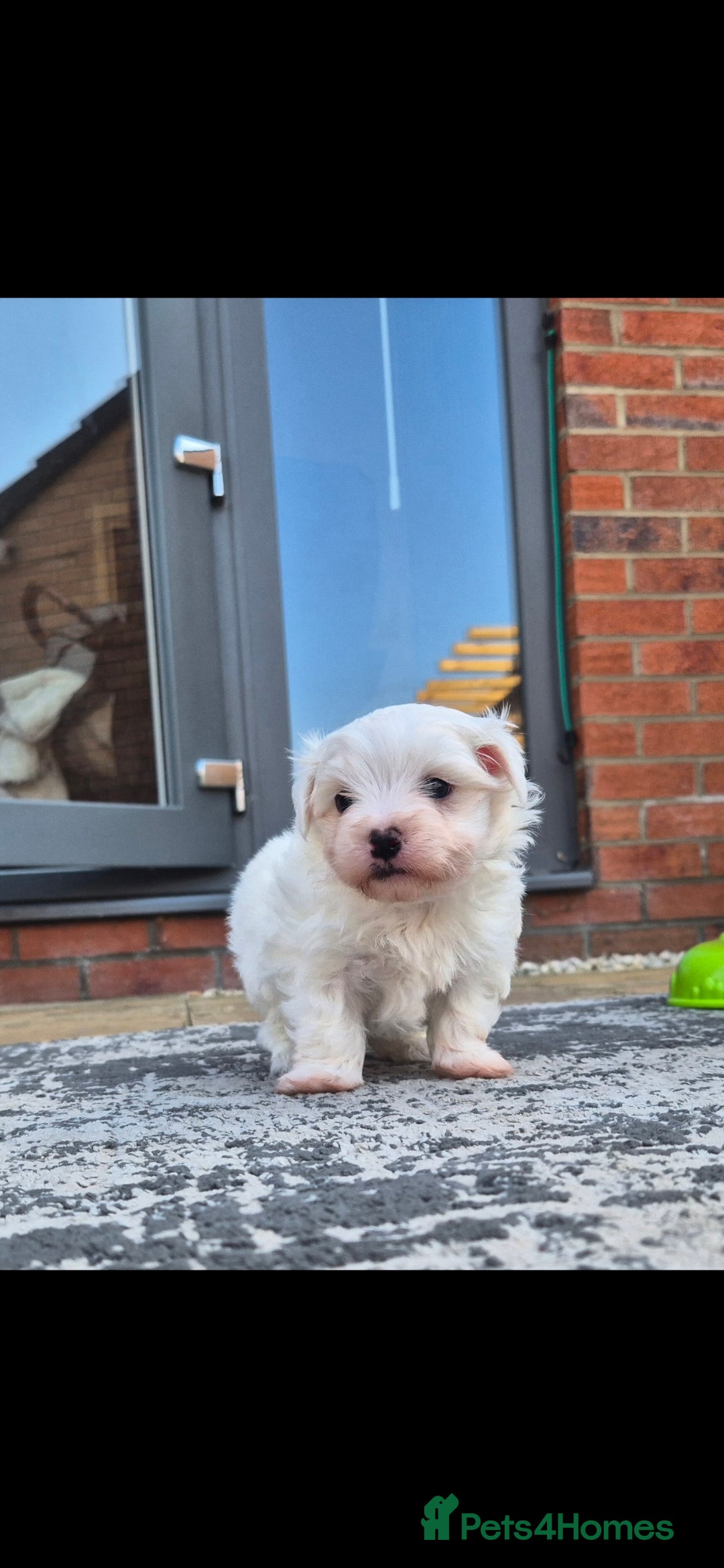Maltese dogs for sale: Maltese male  - Image 4