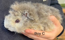 Guinea Pig rodents for sale: Various breeds of baby guinea pigs for sale - Image 6