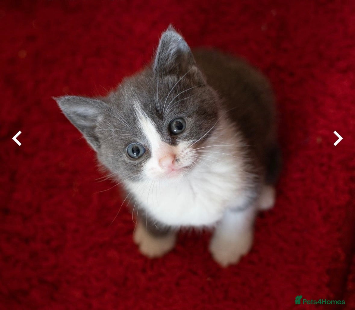 Mixed Breed cats Beautiful kitten  - Advert 1