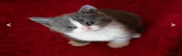 Mixed Breed cats for sale: Beautiful kitten  - Advert 1