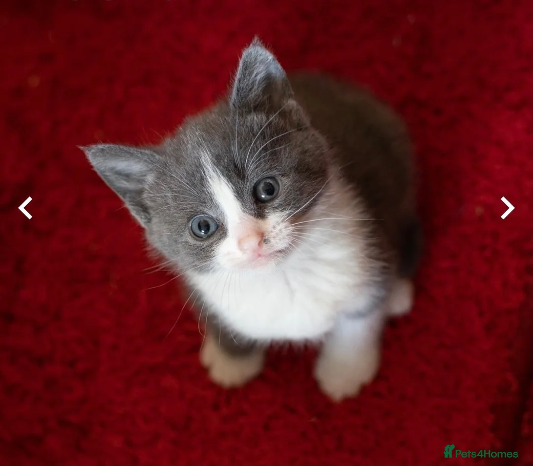 Mixed Breed cats for sale: Beautiful kitten  - Advert 1