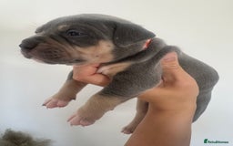 American Bully dogs for sale: Pocket Bullies ( not banned breed) - Image 4