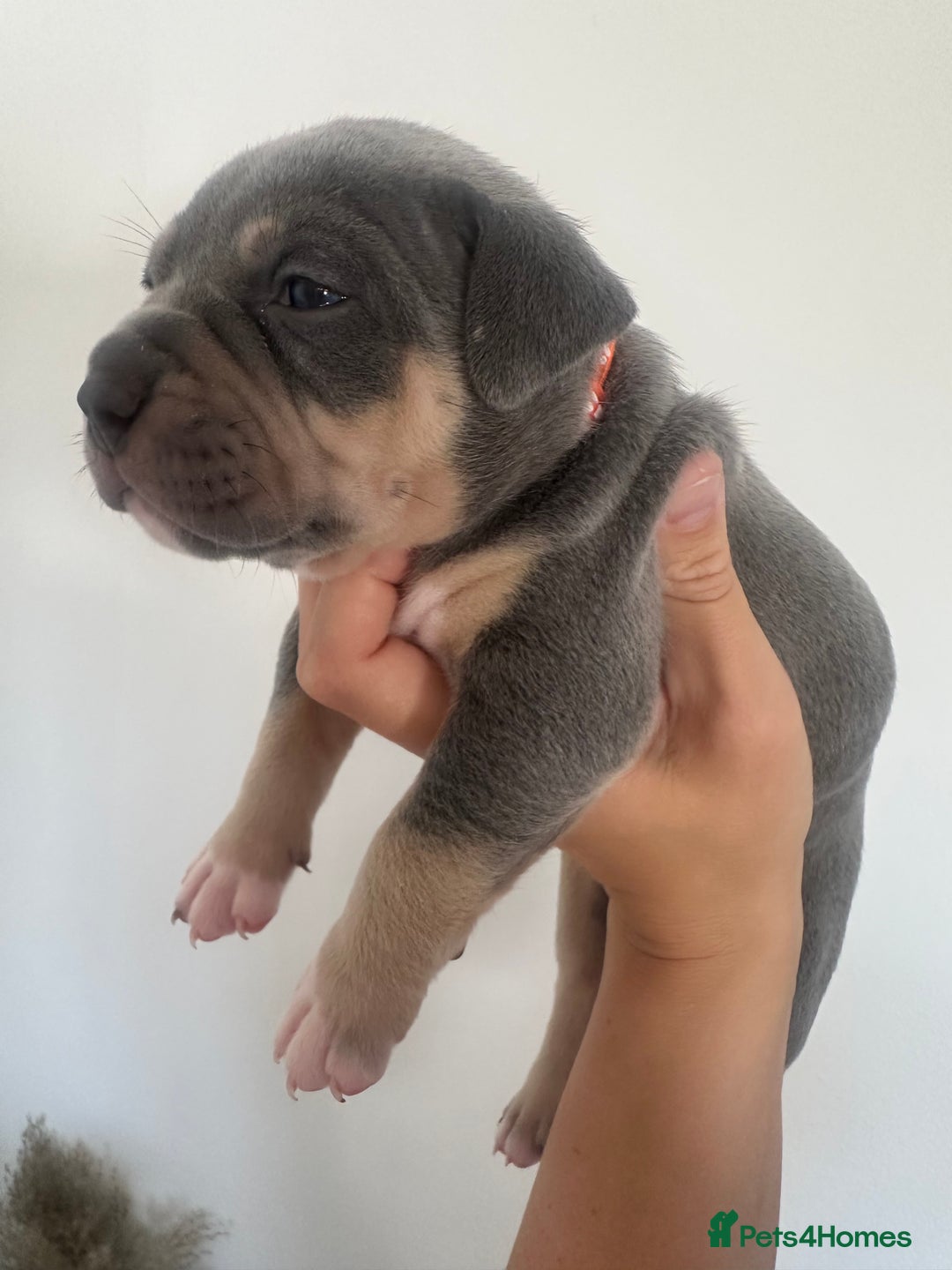 American Bully dogs for sale: Pocket Bullies ( not banned breed) - Image 4